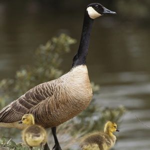 Meet your Posher, Lily